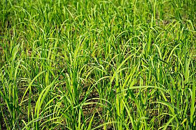 《鬼灭之刃：火之神血风谭》新冒险模式预告片 上弦之叁“猗窝座”登场